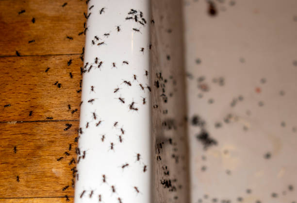 Best Pest Control for Businesses  in Grandview, OH