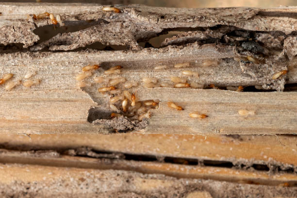 Pest Control for Restaurants in Grandview, OH