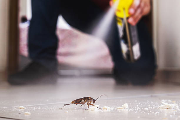 Best Flea Control Services  in Grandview, OH